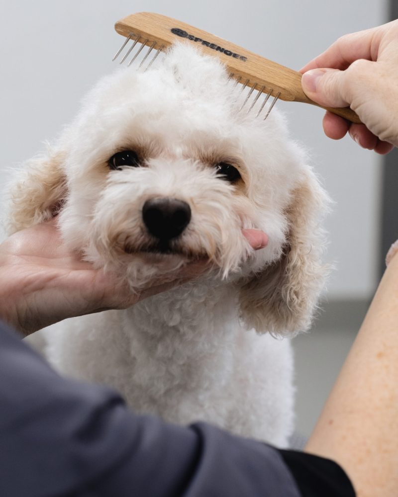 2_Labradoodle_kämmen&bürsten