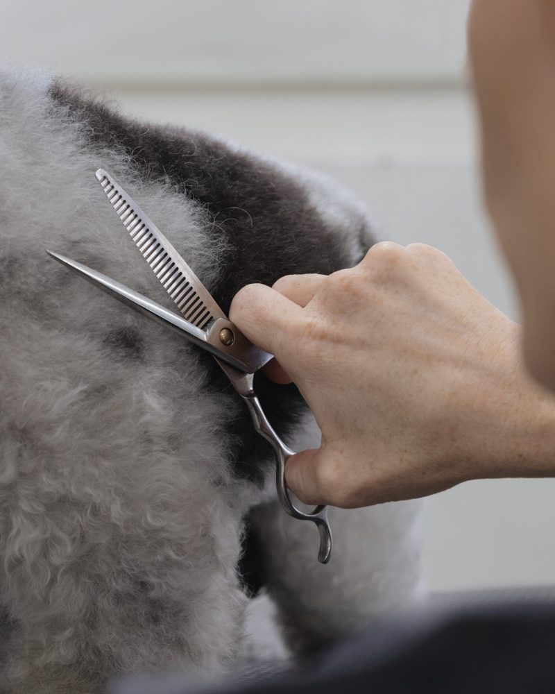 3_Bolonka_scheren&schneiden