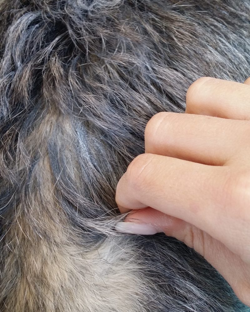 4_CairnTerrier_trimmen