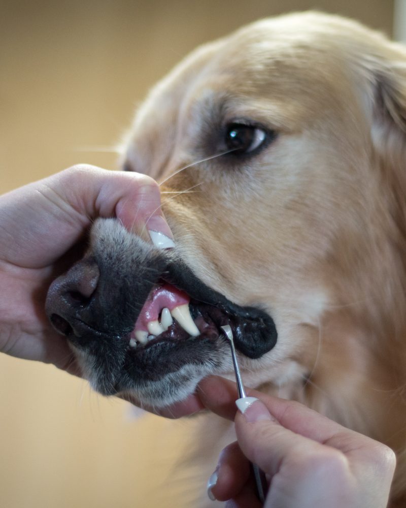 5_Godenretriever_zahnpflege