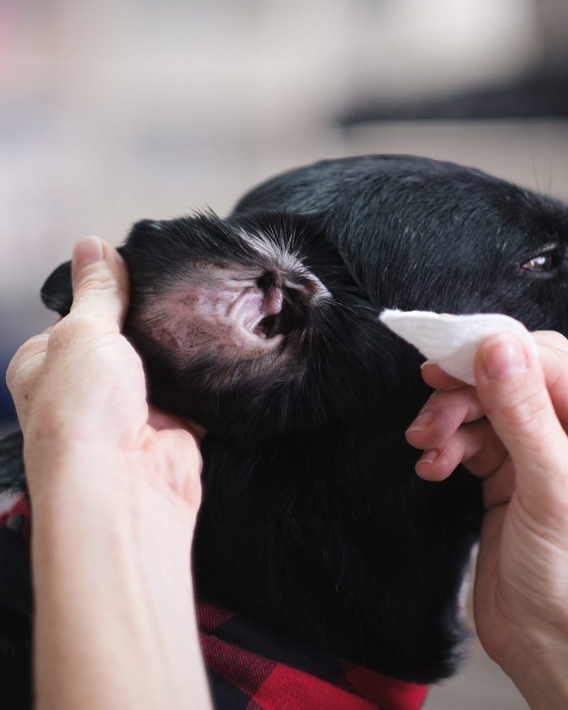 6_Labimix_ohrenpflege