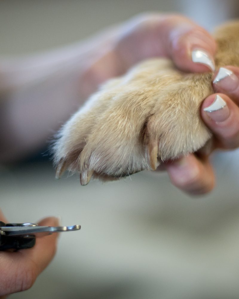 7_Goldenretriever_krallenpfelge