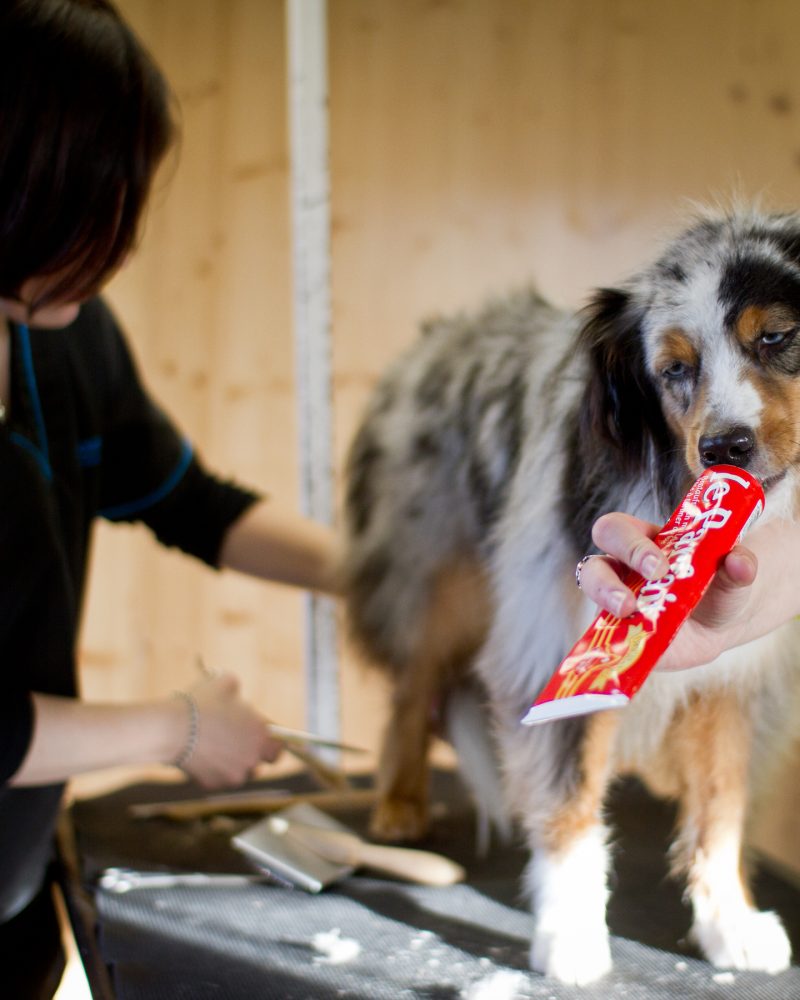 (8_MiniAussie_welpe)