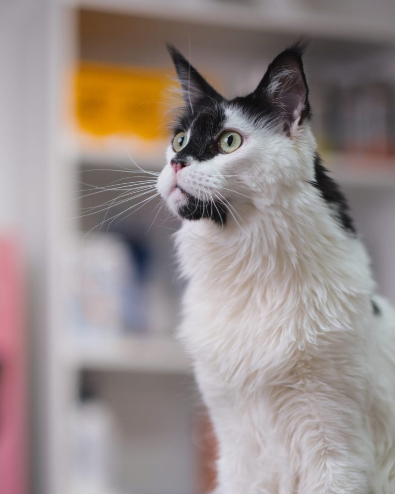 9_MainCoon_katzenundnager